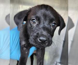 American Staffordshire Terrier-Unknown Mix Dogs for adoption in San Antonio, TX, USA