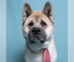Akita Dogs for adoption in Waldorf, MD, USA