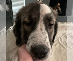 Anatolian Shepherd-Great Pyrenees Mix Dogs for adoption in Garland, TX, USA
