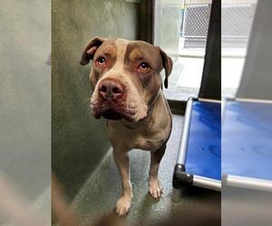 American Pit Bull Terrier Dogs for adoption in Downey, CA, USA