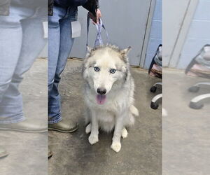 Siberian Husky Dogs for adoption in Evansville, IN, USA