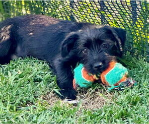 Miniature Schnauzer-Unknown Mix Dogs for adoption in Newport Beach, CA, USA