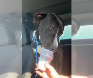 American Pit Bull Terrier-Labrador Retriever Mix Dogs for adoption in Oakdale, CA, USA