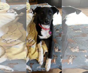Australian Shepherd-Unknown Mix Dogs for adoption in Denver , CO, USA