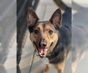 Australian Kelpie-Unknown Mix Dogs for adoption in Sacramento, CA, USA