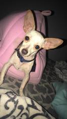 Medium Photo #1 Chihuahua-Unknown Mix Puppy For Sale in Wausau, WI, USA