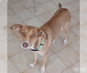 Chiweenie Dogs for adoption in Washington, DC, USA