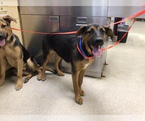German Shepherd Dog-Unknown Mix Dogs for adoption in Riverside, CA, USA