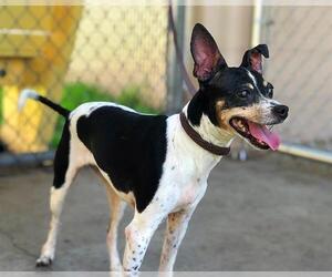 Rat Terrier Dogs for adoption in St. Cloud, FL, USA