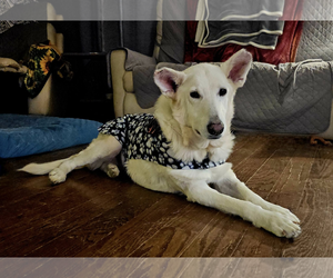 Medium Photo #1 - Mix Puppy For Sale in Hoffman Estates, IL, USA