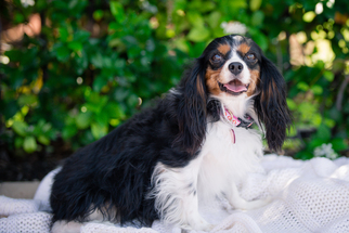 Medium Photo #1 Cavalier King Charles Spaniel Puppy For Sale in Enterprise, FL, USA