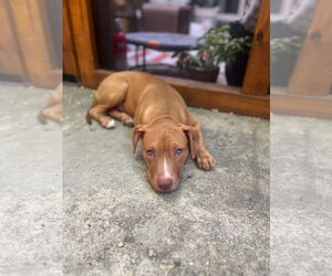 Mutt Dogs for adoption in Philadelphia, PA, USA