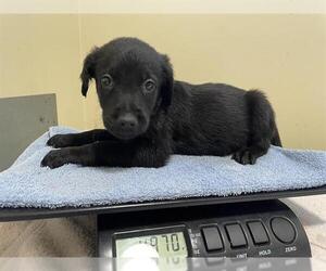Labrador Retriever Dogs for adoption in Pasadena, CA, USA