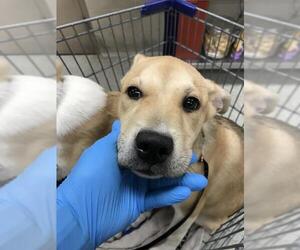 Carolina Dog-Unknown Mix Dogs for adoption in Conroe, TX, USA