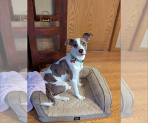 Catahoula Leopard Dog-Unknown Mix Dogs for adoption in Plymouth, MN, USA