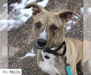 Greyhound-Unknown Mix Dogs for adoption in Cheyenne, WY, USA