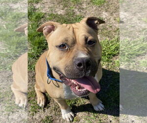 American Pit Bull Terrier Dogs for adoption in Virginia Beach, VA, USA