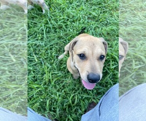 Rhodesian Ridgeback-Unknown Mix Dogs for adoption in Kansas City, MO, USA