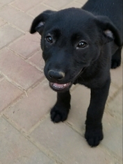 Borador Dogs for adoption in Surprise, AZ, USA