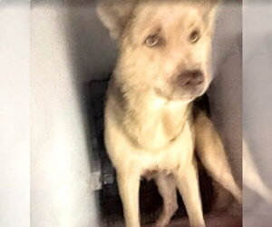 German Shepherd Dog Dogs for adoption in Houston, TX, USA