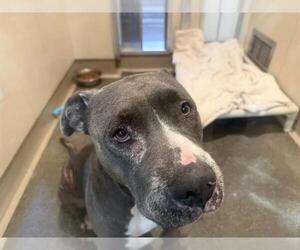 American Pit Bull Terrier Dogs for adoption in Berkeley , CA, USA