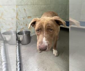 American Pit Bull Terrier-Unknown Mix Dogs for adoption in Stockton, CA, USA