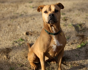 Chinese Shar-Pei-Labrador Retriever Mix Dogs for adoption in Templeton, CA, USA