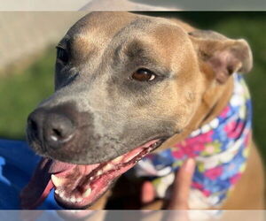 Staffordshire Bull Terrier-Unknown Mix Dogs for adoption in Tulsa, OK, USA