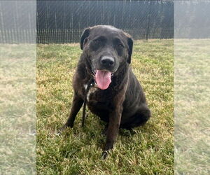 Labrador Retriever Dogs for adoption in Evansville, IN, USA