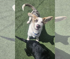 Australian Shepherd-Unknown Mix Dogs for adoption in Evansville, IN, USA