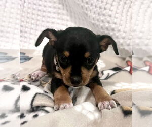 Chihuahua-Unknown Mix Dogs for adoption in Princeton, MN, USA