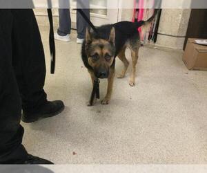 German Shepherd Dog-Unknown Mix Dogs for adoption in Riverside, CA, USA