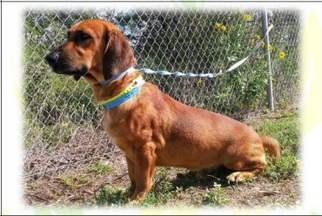 Basschshund Dogs for adoption in Pendleton, NY, USA