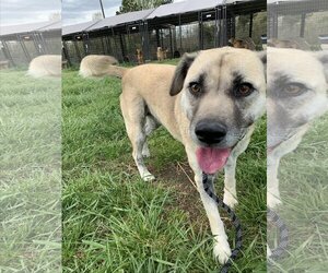 Mutt Dogs for adoption in Woodbury, NY, USA