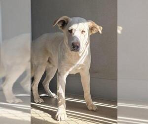 Shepradors Dogs for adoption in HESPERIA, CA, USA