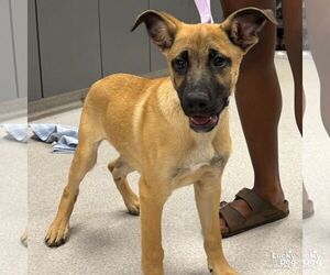 Black Mouth Cur-Unknown Mix Dogs for adoption in Washington, DC, USA