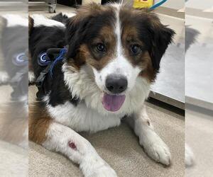 Bernese Mountain Dog-Unknown Mix Dogs for adoption in Grand Prairie, TX, USA
