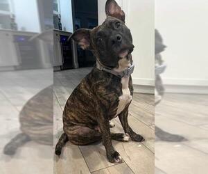Mutt Dogs for adoption in Plantation, FL, USA