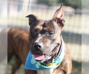 American Staffordshire Terrier-Unknown Mix Dogs for adoption in San Antonio, TX, USA