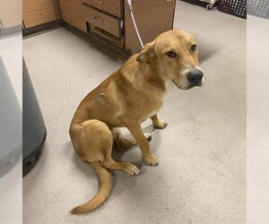 Shepradors Dogs for adoption in Modesto, CA, USA