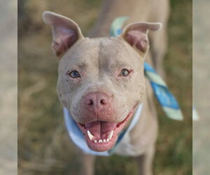 American Staffordshire Terrier-Unknown Mix Dogs for adoption in San Antonio, TX, USA