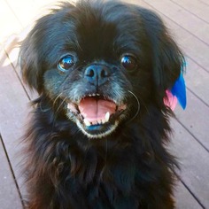 Pekingese Dogs for adoption in Indianapolis, IN, USA