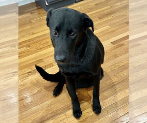 Labrador Retriever-Unknown Mix Dogs for adoption in GILBERTS, IL, USA