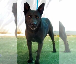 Labrador Retriever Dogs for adoption in Apple Valley, CA, USA