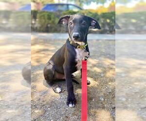 Borador Dogs for adoption in Palo Alto, CA, USA