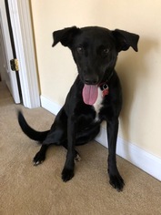 Borador Dogs for adoption in Potomac, MD, USA