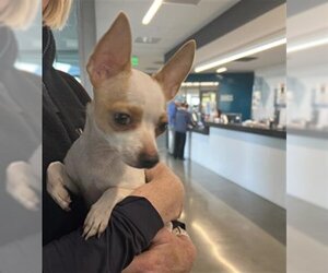 Chihuahua Dogs for adoption in San Martin, CA, USA