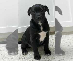 Mutt Dogs for adoption in Mechanicsburg, PA, USA