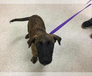 Labrador Retriever-Unknown Mix Dogs for adoption in Riverside, CA, USA