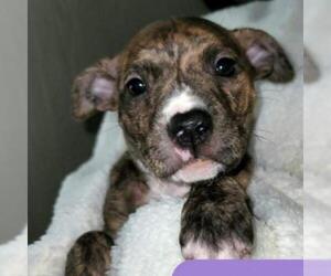 American Staffordshire Terrier Dogs for adoption in Evansville, IN, USA